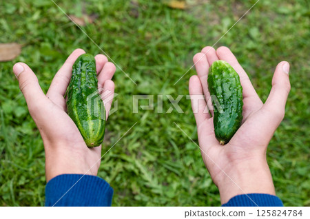 Two freshly picked cucumbers held in hands over green grass. 125824784