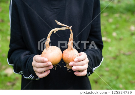 Person holding two freshly harvested onions outdoors. Person holding two freshly harvested onions outdoors. 125824789