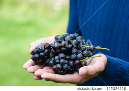 Hands holding fresh, ripe dark grapes outdoors 125824838