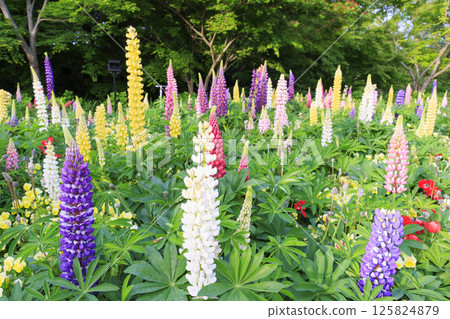 Nabana no Sato: Spring flowers in full bloom 125824879