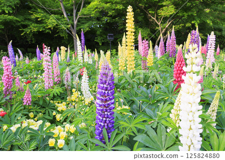 名花之裡：春花盛開 125824880