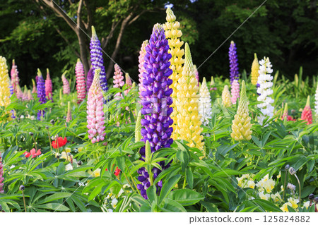 名花之裡:春花盛開 名花之裡:春花盛開 125824882