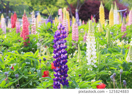 Nabana no Sato: Spring flowers in full bloom 125824883