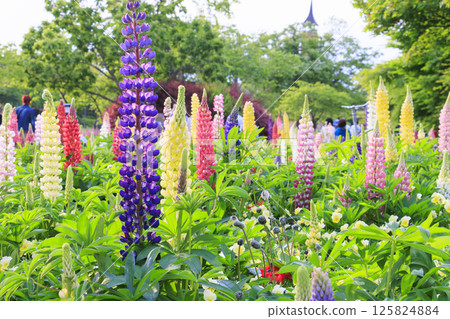 名花之裡：春花盛開 125824884