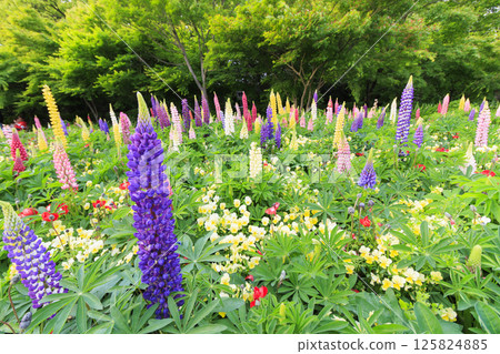 Nabana no Sato: Spring flowers in full bloom 125824885