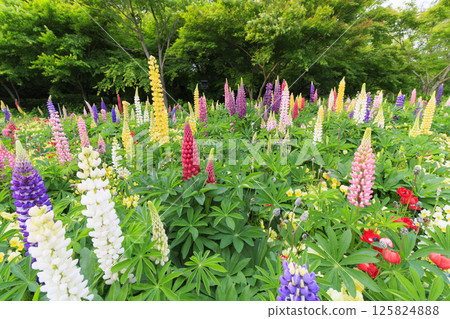 名花之裡:春花盛開 名花之裡:春花盛開 125824888