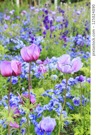 名花之裡:春花盛開 名花之裡:春花盛開 125824890