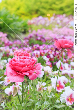 Nabana no Sato: Spring flowers in full bloom 125824891