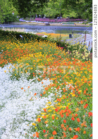 名花之裡：春花盛開 125824893