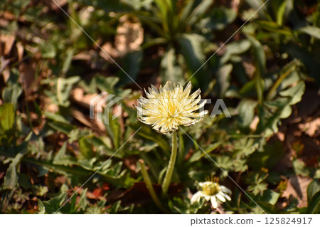 White dandelions blooming in the spring field White dandelions blooming in the spring field 125824917