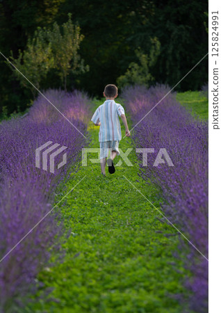 Boy running through a lavender field on a summer day. Boy running through a lavender field on a summer day. 125824991