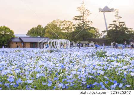 Nemophila in full bloom at Nabana no Sato 125825247