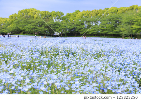 Nemophila in full bloom at Nabana no Sato 125825250