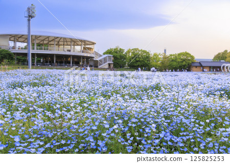 名花之鄉的粉紅蝶花盛開 125825253