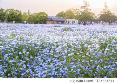 名花之鄉的粉紅蝶花盛開 名花之鄉的粉紅蝶花盛開 125825254