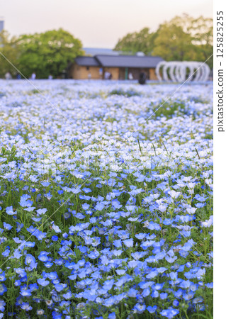 名花之鄉的粉紅蝶花盛開 125825255