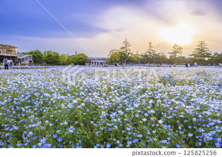 Nemophila in full bloom at Nabana no Sato 125825256