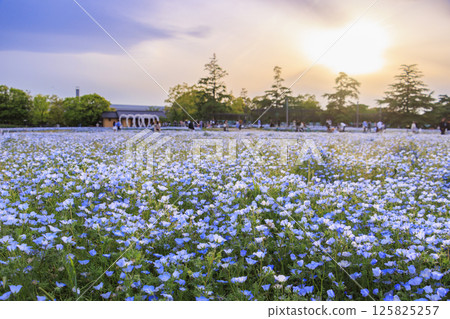 Nemophila in full bloom at Nabana no Sato 125825257