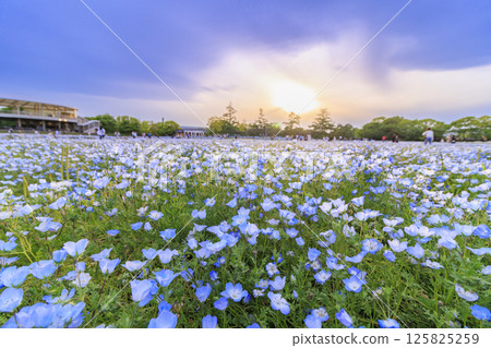名花之鄉的粉紅蝶花盛開 125825259