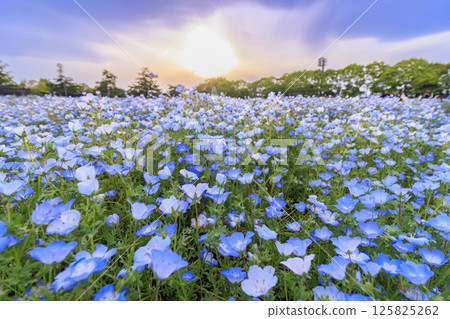 Nemophila in full bloom at Nabana no Sato Nemophila in full bloom at Nabana no Sato 125825262
