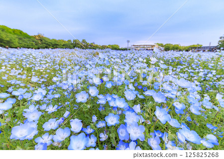 名花之鄉的粉紅蝶花盛開 125825268