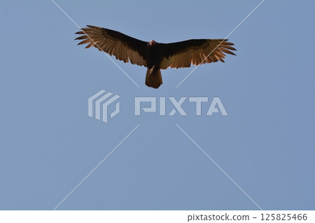 Hime Kondoru Hime Kondoru 125825466