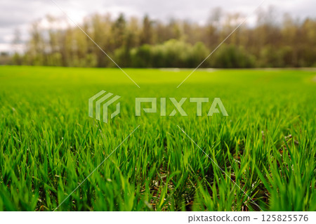 Green wheat growing in the fields. ?oncept of agriculture, ecology, gardening. Field of green grass. Green wheat growing in the fields. ?oncept of agriculture, ecology, gardening. Field of green grass. 125825576