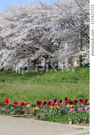 春天，公園裡盛開的吉野櫻花和色彩繽紛的鬱金香 125825723