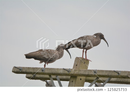 Grey Ibis Grey Ibis 125825733