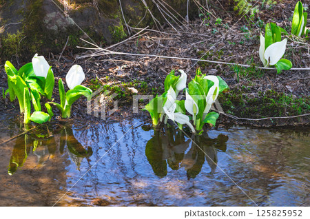 Skunk cabbage blooming by the water in spring, Norikura Highlands 125825952