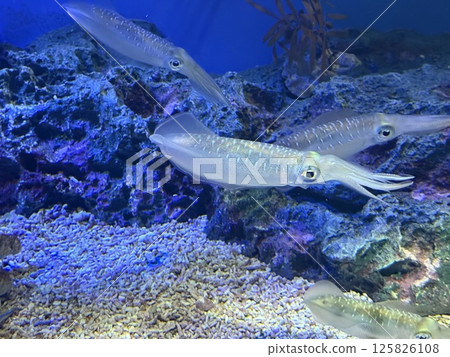 半透明大鰭礁魷魚 125826108