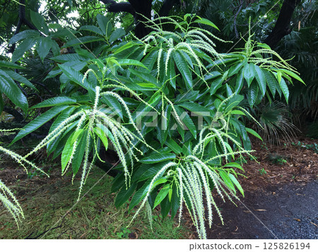 Japanese chestnut flowers wet with rain Japanese chestnut flowers wet with rain 125826194