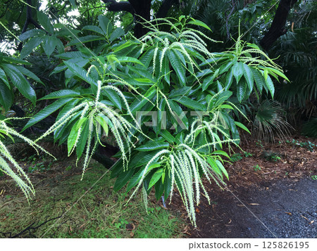 Japanese chestnut flowers wet with rain Japanese chestnut flowers wet with rain 125826195