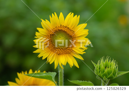綠色背景上的向日葵 125826329