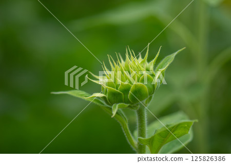 Sunflower buds Sunflower buds 125826386