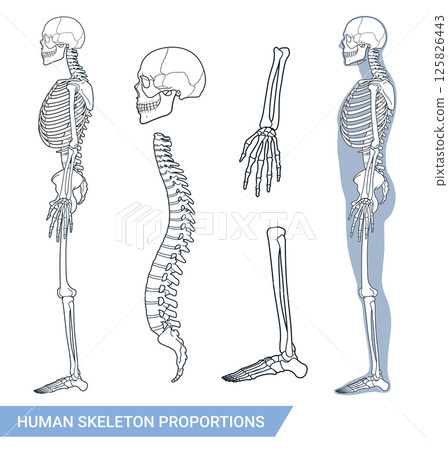Human skeleton proportions Human skeleton proportions 125826443