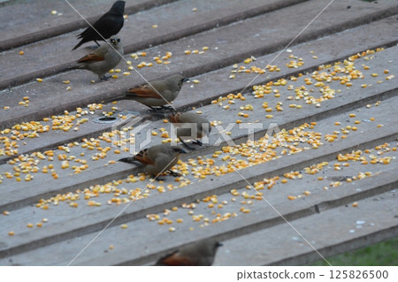 Chestnut-winged Cowbird 125826500