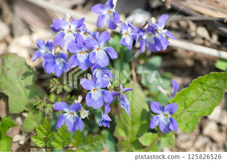 開花在春天領域的紫色花 開花在春天領域的紫色花 125826526