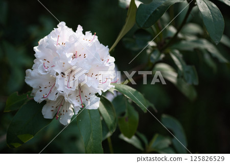 White rhododendron flower White rhododendron flower 125826529