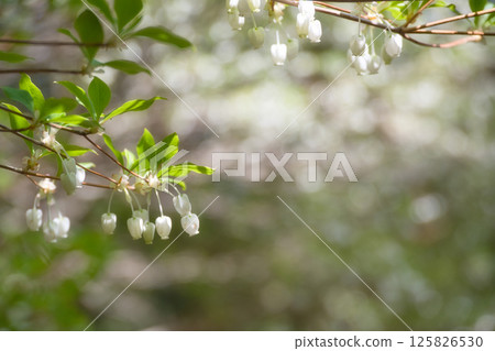 Small white flowers of Enkianthus campanulatus Small white flowers of Enkianthus campanulatus 125826530
