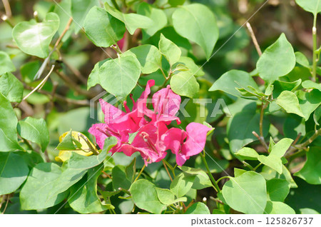 Bougainvillea or paper flower , red paper flower or Fuchsia flower Bougainvillea or paper flower , red paper flower or Fuchsia flower 125826737