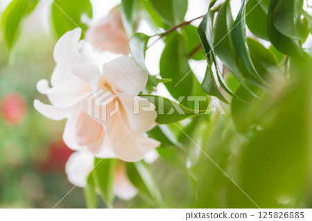 山茶花－端莊的形象 125826885