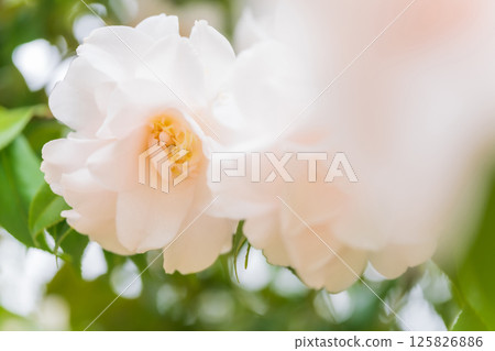 山茶花－端莊的形象 125826886