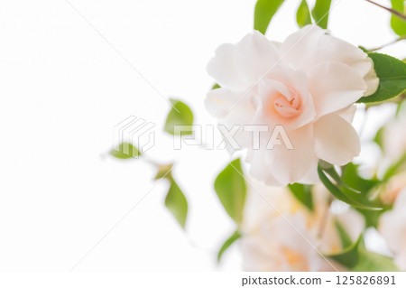山茶花－端莊的形象 125826891