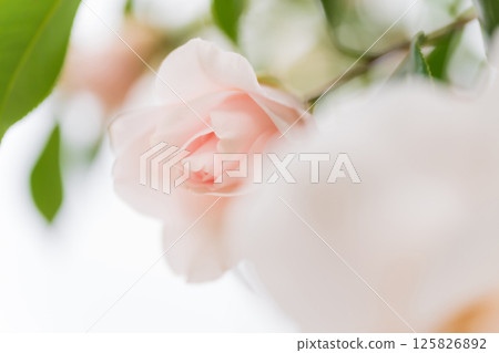 Camellia - Dignified image 125826892