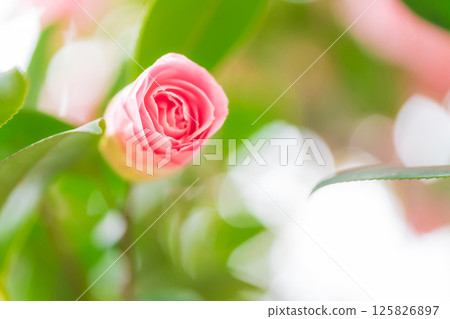 Camellia - Dignified image 125826897