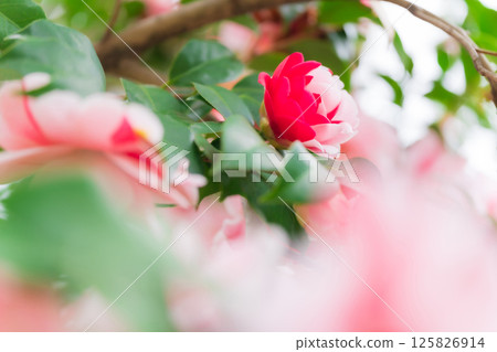 山茶花-端莊的形象 山茶花-端莊的形象 125826914