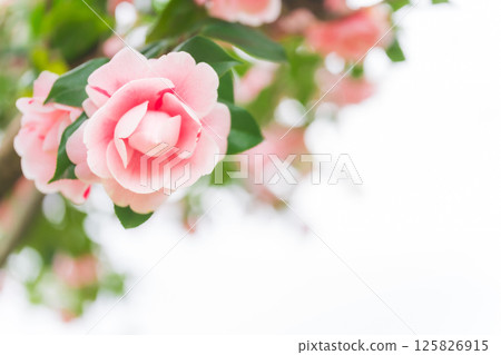 Camellia - Dignified image 125826915