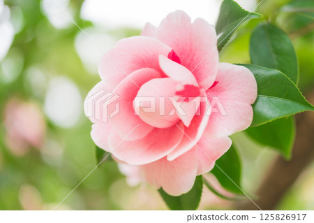 山茶花-端莊的形象 山茶花-端莊的形象 125826917