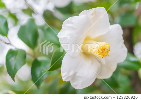 Camellia - Dignified image Camellia - Dignified image 125826920